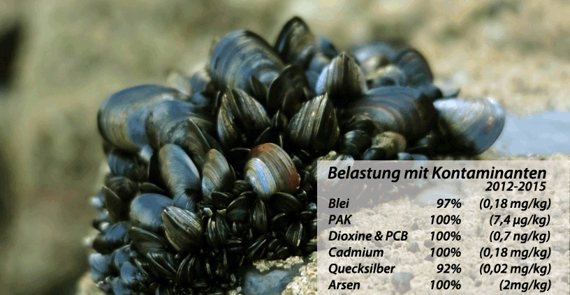 Muscheln Fangen Alle Kontaminaten Im Meer Auf Und Sind Meist Stark Belastet.